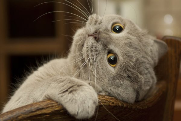 О чём горько жалеют владельцы гордых британских кошек