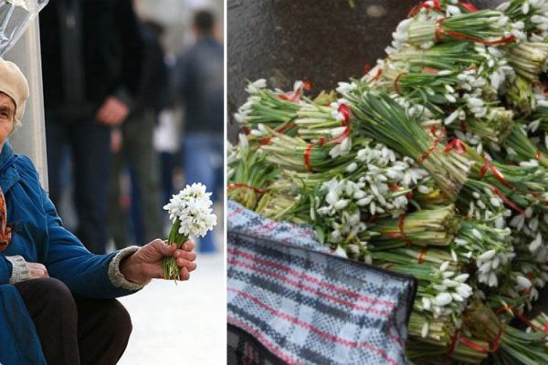 Только совсем жалкий человек посмеет нарвать и отнести на продажу подснежники, их покупать нельзя