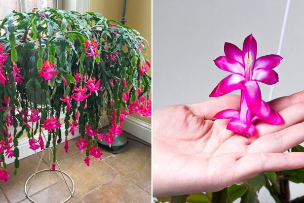 Если декабрист буйно зацветет в декабре, в семье весь год будет денег в избытке, стимулирую цветение всеми возможными способами