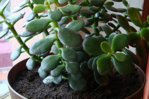 Скорее всего, у тебя в доме растет это целебное растение. Научись его использовать правильно!