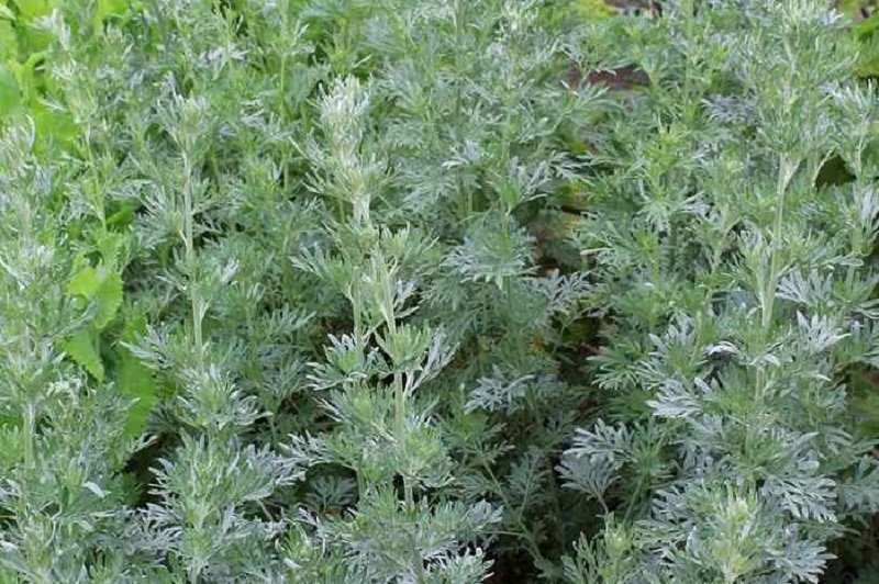 лечебные травы и растения