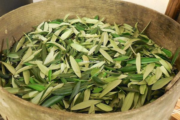 Рецепт, взятый из Библии: мощное 3500-летнее средство, которое излечивает от всех болезней!