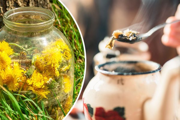 Дедушка регулярно пил чай из одуванчиков, потому и прожил до 86 лет