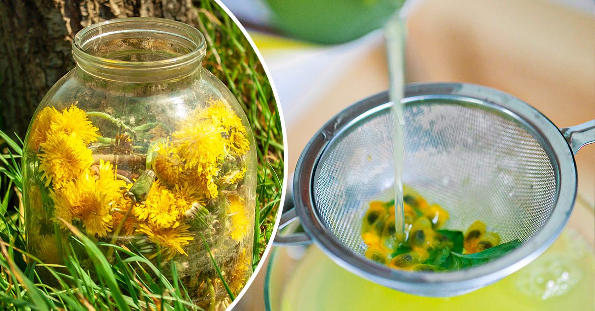 Как сделать сладкий домашний чай из одуванчиков своими руками