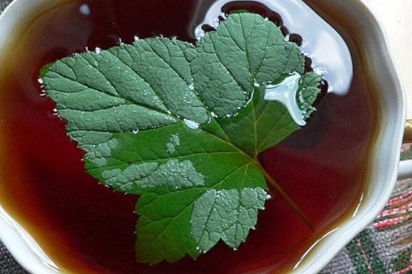 Рецепт чая из листьев смородины