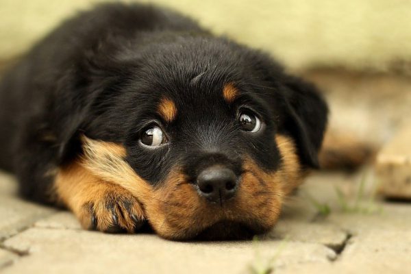 Почему говорят, что чем больше узнают людей, тем больше любят собак