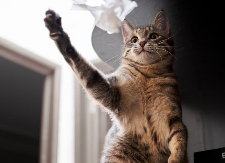 Чем кормить домашнюю кошку, чтобы она не лазила на стол