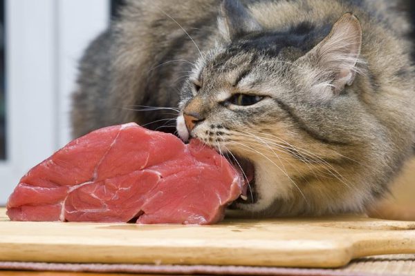 Почему нельзя кричать на кошку, шастающую по столам