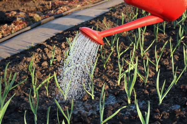 Чем лучше подкормить чеснок, чтобы не желтел