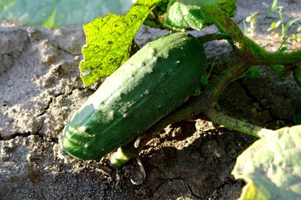 Живые подкормки для огурцов, чтобы они крепли, росли и быстро развивались
