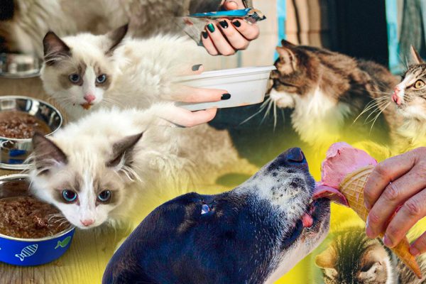 Закончился покупной корм, питомцы озверели от голода, подруга-ветеринар рассказала, чем их можно накормить