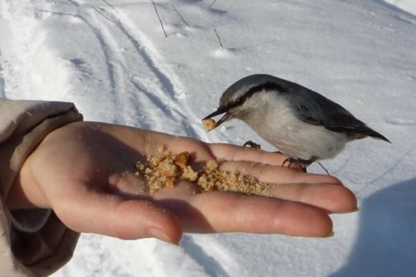 Если хочешь помочь птичкам, не стоит кормить их этими продуктами, многие совершают эту ошибку