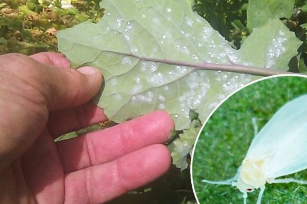 Эффективное средство, которое поможет быстро избавиться от белокрылки и защитить растения