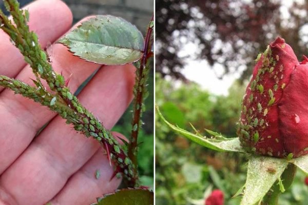 Тля покинет розы незамедлительно, если обработать их этим раствором