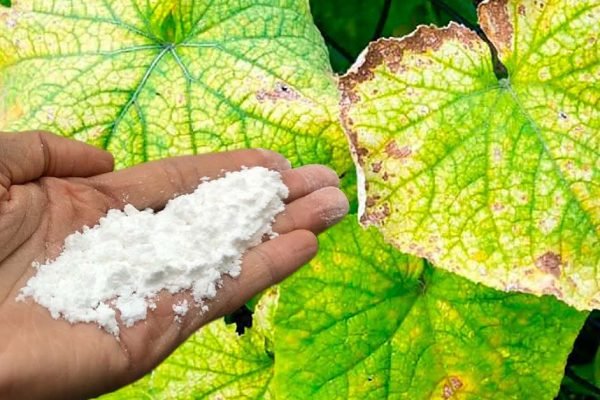 Чего не хватает огурцам, если они начинают желтеть, и можно ли им как-то помочь