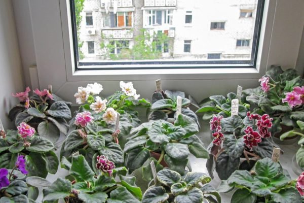 Без спросу заглянула на соседский балкон и оторопела, слишком буйное цветение фиалок