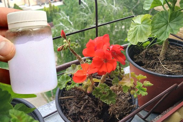 Никогда не любила «бабушкины герани» на окнах, но после подкормки они пышно зацвели, на себя не похожи стали