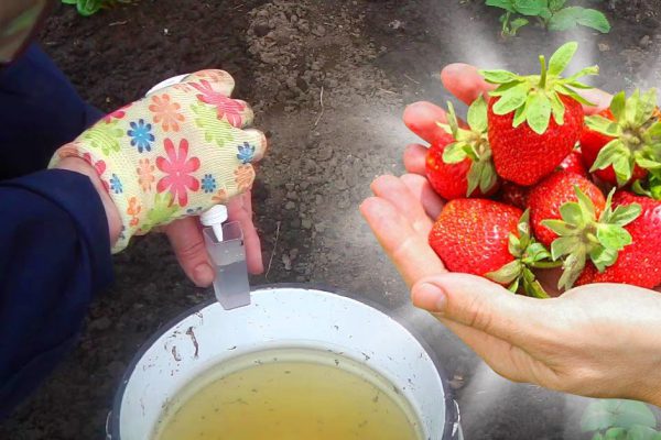 Шеф-кондитер выращивает клубнику для десертов сам, на даче, весной подливает в клубнику питательную смесь