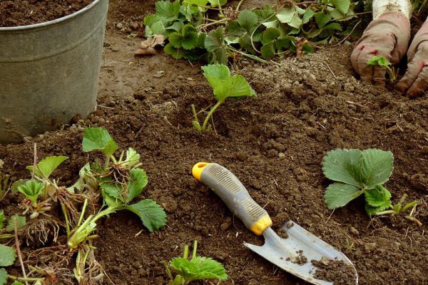 Восстановление клубники после аномально теплой зимы