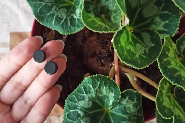 Из года в год подкармливаю цветы активированным углем, результат поразительный