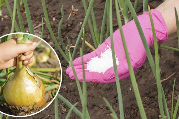 Щедро орошаю лук весной, чтобы осенью гордиться изобилием луковиц