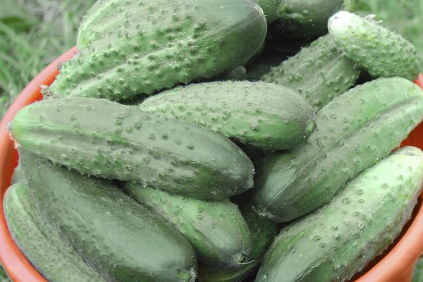 Схема подкормки огурцов, чтобы они заполнили участок