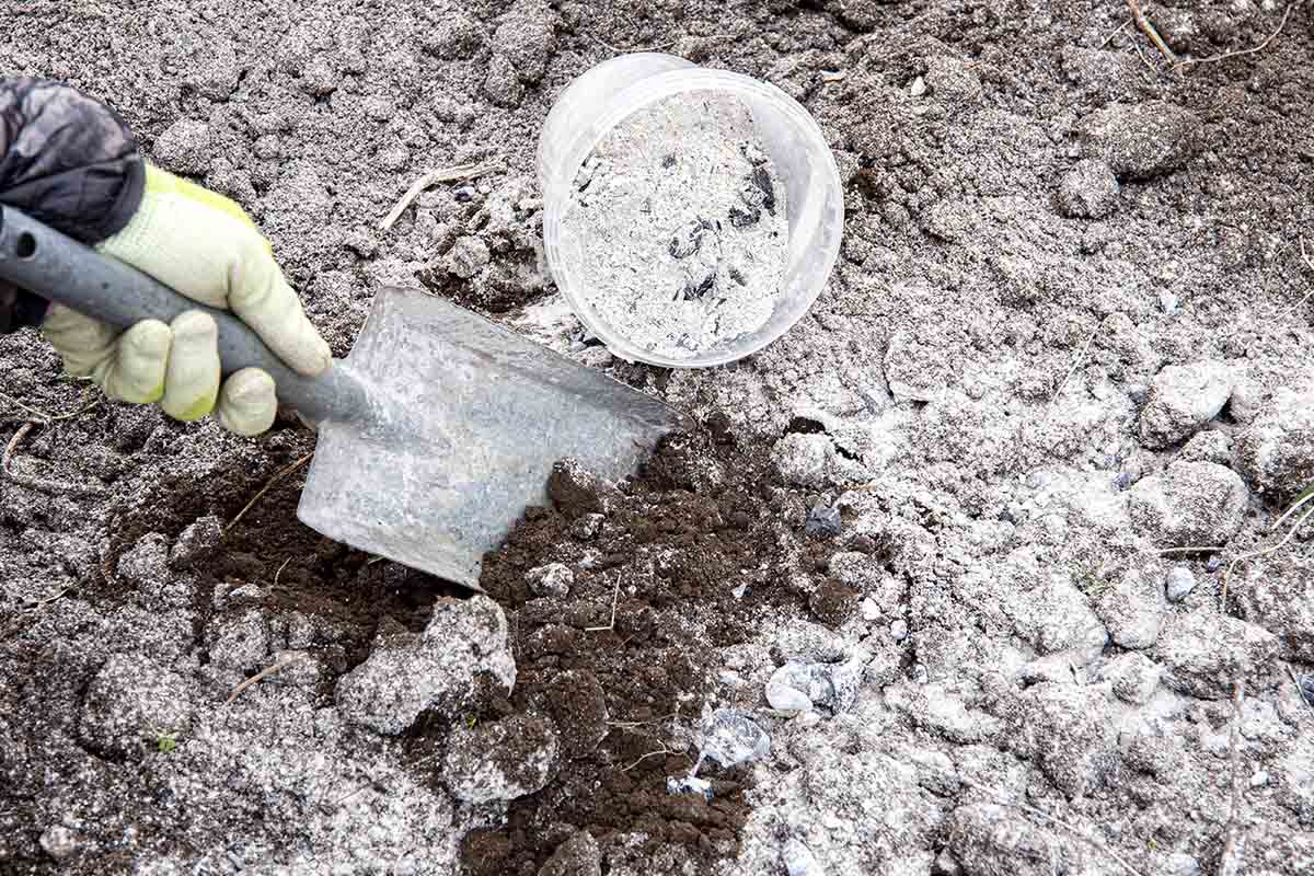 чем подкормить помидоры в августе