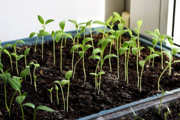 In the spring seedlings. Low sprouts peppers grown at home in boxes. The sprouts of eggplants grown from seed.