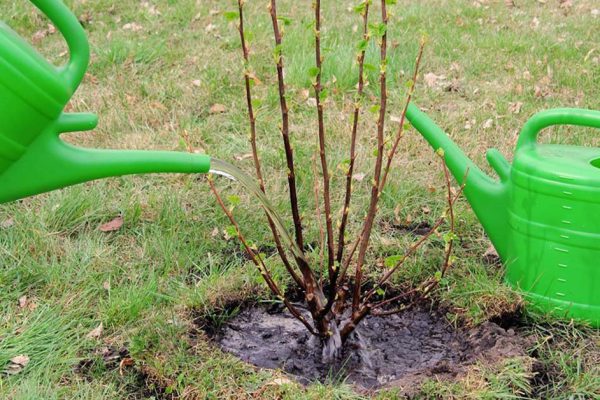 Самая первая подкормка смородины, чтобы ягоды блестели глянцевой тяжестью на кустах