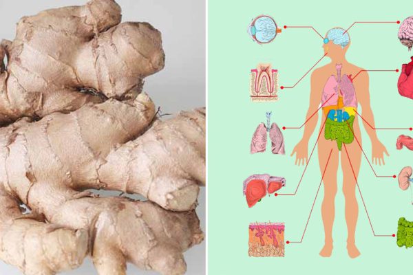 Употребляя имбирь ежедневно, ты почувствуешь оздоровительный эффект уже через месяц!