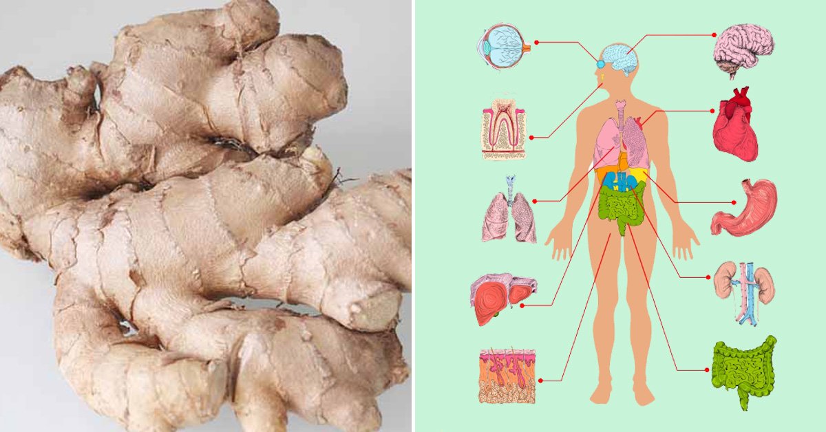 Чем полезен имбирь