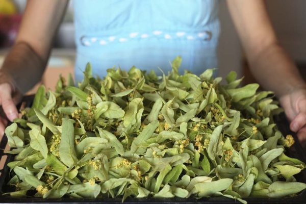 Деревенская травница рассказала, отчего собранный ранним утром липовый цвет более полезный