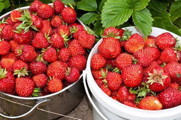 Вот почему я не выбрасываю хвостики от клубники! Узнал случайно и очень доволен…