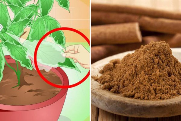 Она насыпала 1 ложку корицы в горшок с растением по одной непонятной причине. Результат — блеск!