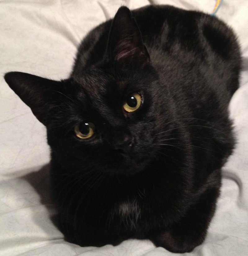 черный кот с желтыми глазами фото