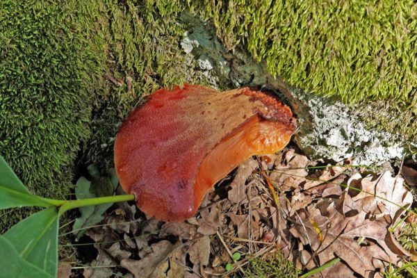 Чем полезен гриб печеночница