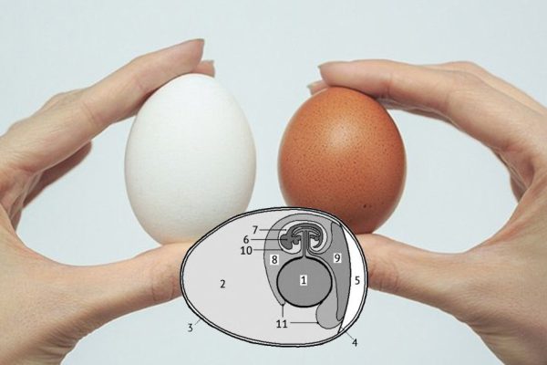 Всю жизнь брали только коричневые яйца! Благодаря пористой структуре скорлупы…