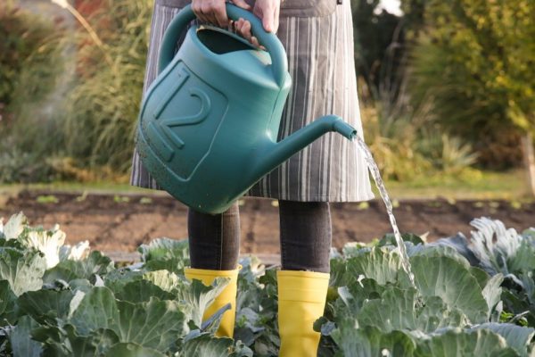 Что нужно капнуть на капусту: лучшие средства против капустной мухи и белянки