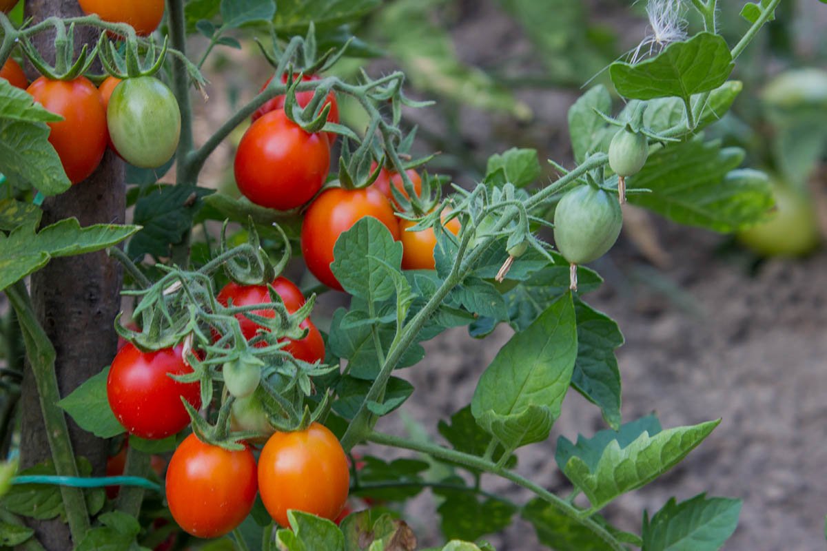 чем полить помидоры для роста