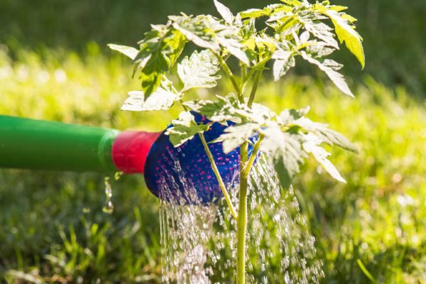 Полей томаты после посадки этой смесью — и ты сразу же увидишь результат: крепкие корни и щедрый урожай