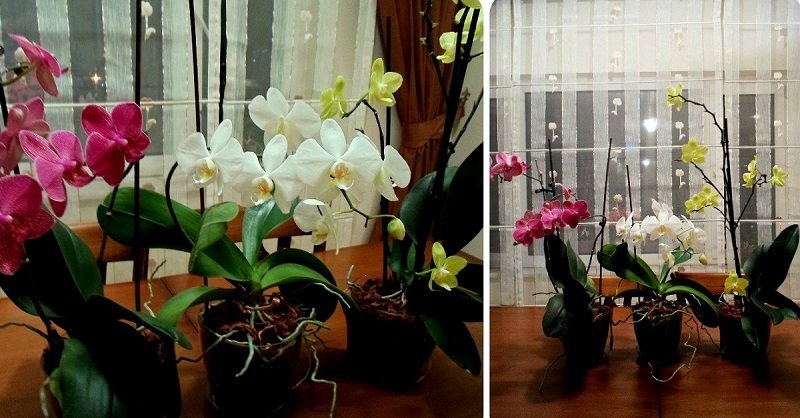 как удобрять орхидею в домашних условиях