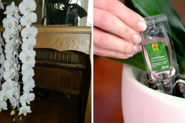 Всё это время ты подкармливала орхидеи неправильно! Обрати внимание на одну деталь…