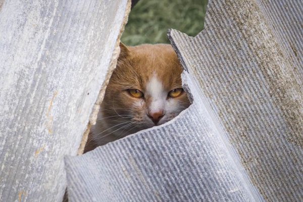Лихо заделываю прорехи в шифере, будто заправский строитель, даже клей не использую