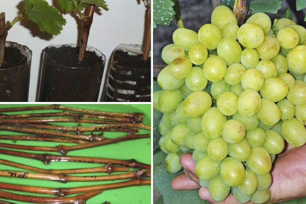 Как я втерся в доверие соседу по даче и узнал, что нужно делать с виноградом весной