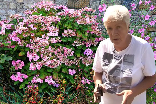 Бодро черенкую гортензии осенью, чтобы они легко перезимовали и стали еще краше