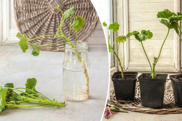 Учительница биологии черенкует пеларгонии даже зимой, вот все ее хитрости