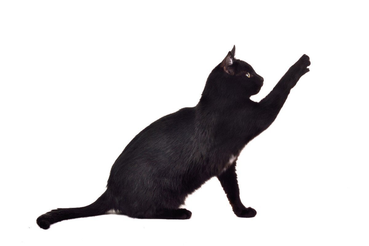 Черный кот сбоку на белом фоне