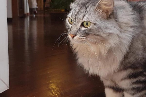 История страшной квартиры, где кот оказался жизненно необходим