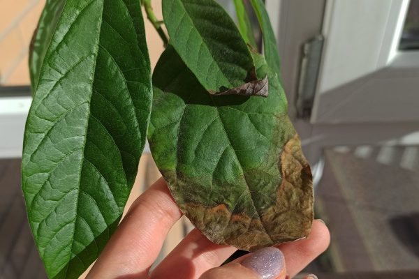 Почернели кончики листьев у моих любимых растений, ума не приложу, что делать