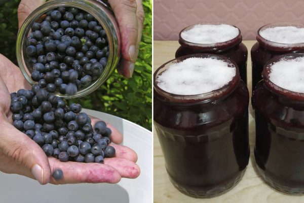 Смородину с черникой перетираю вместе, сохраняю всю целительную соль ягод
